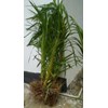 anggrek macan (sold out)