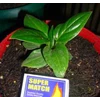 jenmanii supernova