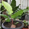 anthurium black beauty