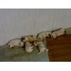 anjing kintamani lahir dikandang