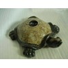 turtle egg shell