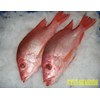 frozen snapper