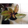 aglaonema tdk tau namanya