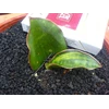 s.kirkii var.kirkiisuperclone varigata/sold out/terima kasih.