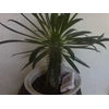 pachypodium lamerei