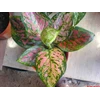 aglonema dud unyamanee