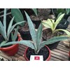 sanseivieria silver arrow