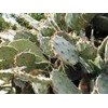 kaktus nopal