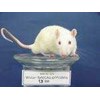 wistar (tikus laboratorium)