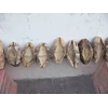 sea cucumber white teat / teripang susu