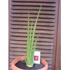 sansevieria rhodesiana medium/ sold out/ terima kasih.