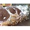 cocopeat block murah