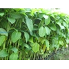 bibit tanaman buah