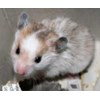 hamster hamster