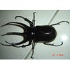 chalcosoma caucasus
