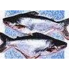 patin / manggacius