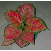 dud unjamanee / anjamani 16 daun
