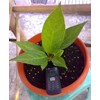 anthurium jenmanii