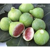 bibit buah ara - conadria