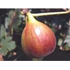 bibit buah ara - red libya