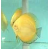 golden crystal discus