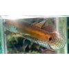 betta pallifina