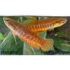 betta patoti