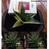 s.kanlayensis variegated( kode a1) / sold out/ terima kasih .