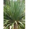 dracaena draco