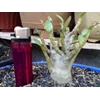 seedling rcn