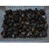 :kerang macan ( tiger clams ) (live)