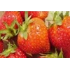 strawberry organic