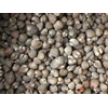 :kerang dara/red clams (live)