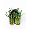 suji/ bambu hoki ( lucky bamboo) love
