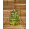 suji/ bambu hoki (lucky bamboo) tk 515