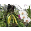 anggrek bulan/phalaenopsis variegated