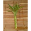 suji/ bambu hoki (lucky bamboo) pt 20