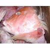 fish head (kepala kakap merah)