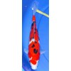 koi - sanke