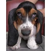 menjual anjing