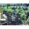 seedling thaisoco dan rcn