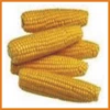 gaplek jagung