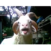 domba qurban