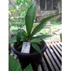 jenmanii remaja 2