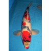 ikan koi