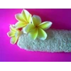 vegetable sponge