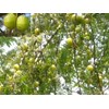 phillantus emblica.l, indian gooseberry/ kemloko / amla