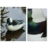 bufflehead duck
