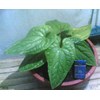 anthurium sirih (sold out)