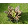 aglaonema red ruby